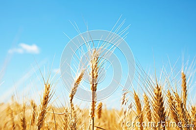 Wheat field on sunny day Stock Photo