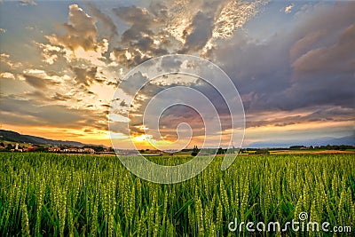 Wheat Field Sunrise Stock Photo