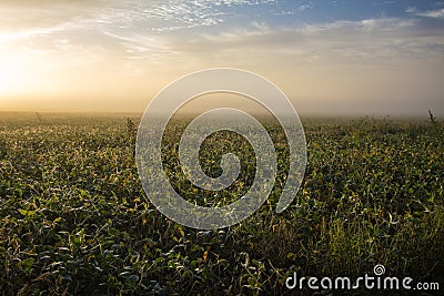 Wheat Field At Sunrise In The American Midwest Stock Photo