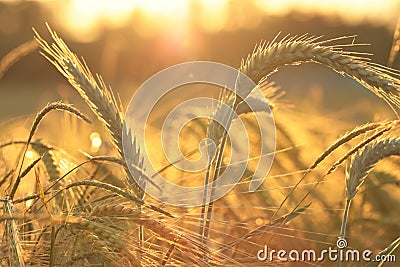 Wheat field at sunset. Ears of wheat in the sun.Agriculture and farming. Cereal cultivation. Stock Photo