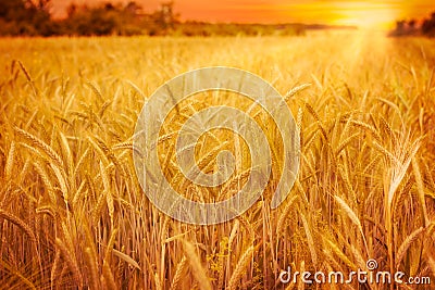 Wheat field at sunset Stock Photo