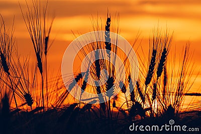Wheat field sunset silhouettes Stock Photo