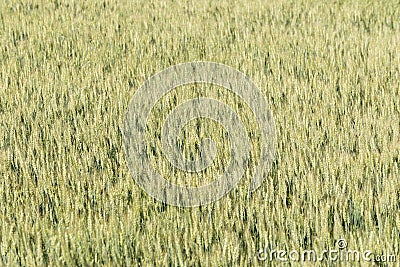 Wheat field texture background Stock Photo