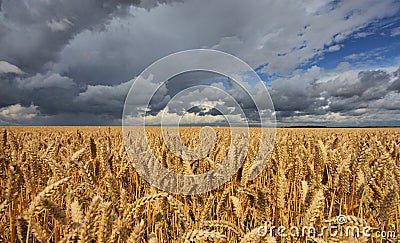 Wheat field under beautiful stormy sky. Stock Photo