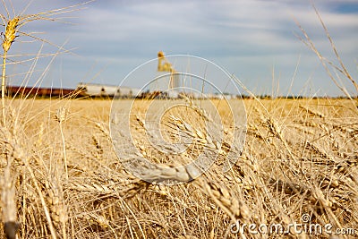 Wheat Field With Train Passing Grain Elevator Stock Photo