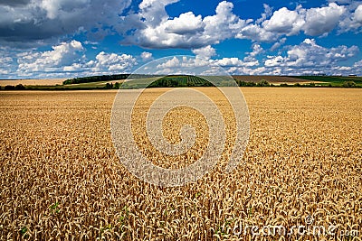 Wheat field under blue sky. Rich harvest theme. Rural landscape with ripe golden wheat. The global problem of grain in the world Stock Photo