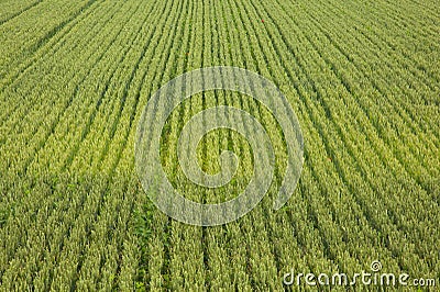 Wheat field Stock Photo