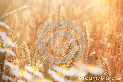 Wheat field and wild chamomile daisy flower lit by sunlight Stock Photo