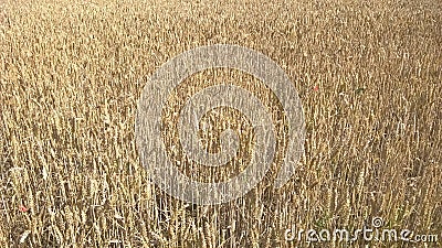 Wheat field in Yorkshire Stock Photo