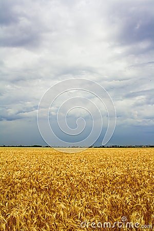 Wheat fields Stock Photo