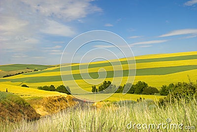 Palouse Wheat fields in countryside Stock Photo