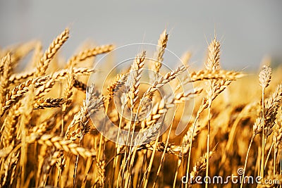 Wheat fields Stock Photo