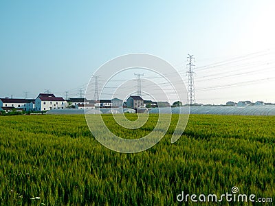 Wheat fields in front of plastic covered greenhouses Stock Photo