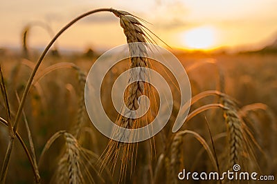 Wheat fields Stock Photo