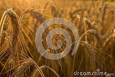 Wheat fields Stock Photo