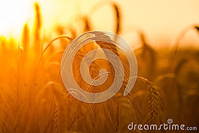 Wheat fields Stock Photo