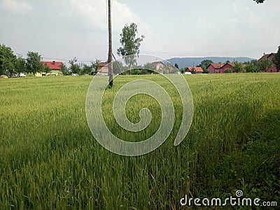 Wheat fields green Stock Photo