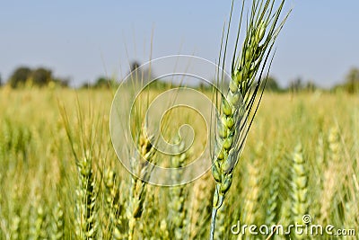 Wheat fields in gujrat india Stock Photo