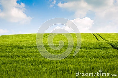 Wheat fields landscape Stock Photo