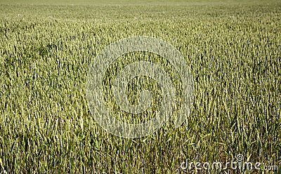 Wheat fields Stock Photo