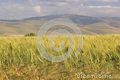 Wheat Fields, near Pendleton 3 Stock Photo
