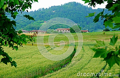 Wheat fields Near Vicenza in Veneto (Italy) Stock Photo