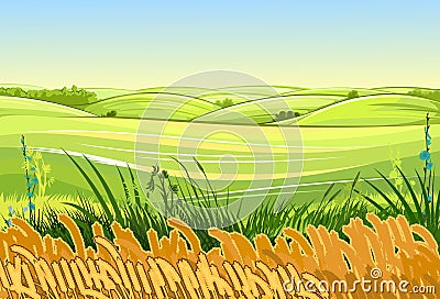 Wheat fields. Rural village landscape. Meadow hills and pastures. Ears of cereals: barley, rye. Summer rustic farm Vector Illustration