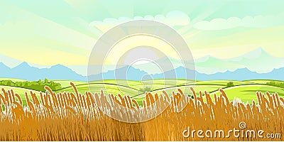 Wheat fields. Rural village landscape. Meadow hills and pastures. Ears of cereals barley, rye. Summer rustic farm Vector Illustration