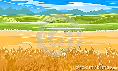 Wheat fields. Rural village landscape. Meadow hills and pastures. Ears of cereals: barley, rye. Summer rustic farm Vector Illustration