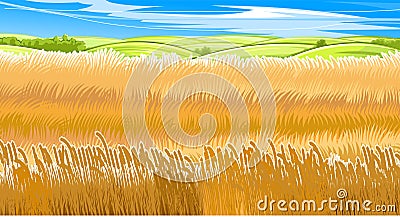 Wheat fields. Rural village landscape. Meadow hills and pastures. Ears of cereals: barley, rye. Summer rustic farm Vector Illustration