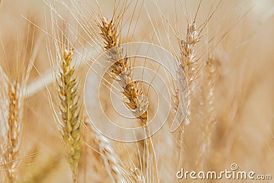 Wheat fields Stock Photo