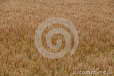 Wheat fields Stock Photo