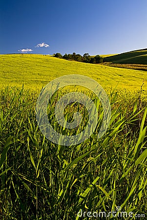 Rural land lit by sunlight, Puglia, Italy Stock Photo