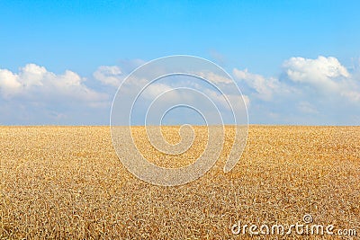 Wheat in the fields for the whole frame Stock Photo