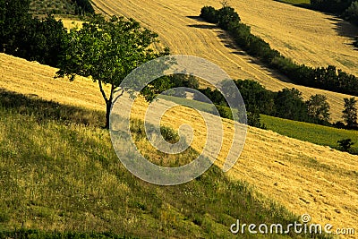 Agricultural fields cultivated and plowed with areas of green and yellow Stock Photo