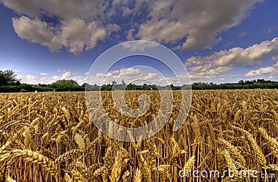 Wheat fileds of kent Stock Photo
