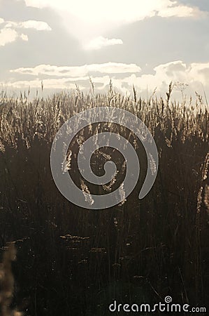 Wheat fileds od Poland Stock Photo