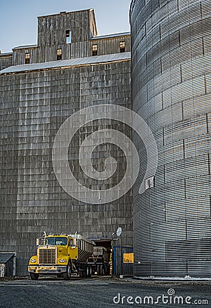 Wheat, Fresh From the Field to the Grain Elevator Stock Photo