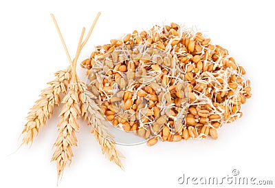 Wheat germ with ears Stock Photo