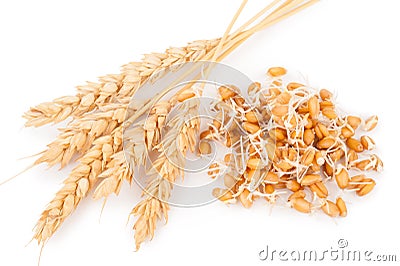 Wheat germ with ears Stock Photo