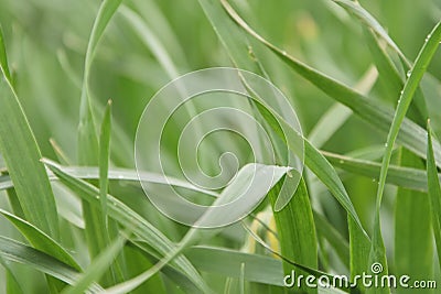 Wheat germ Stock Photo