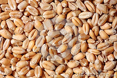 Wheat grain Stock Photo