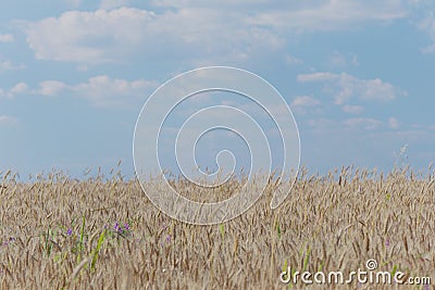 Cropland Stock Photo