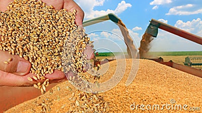 Wheat grain in a hand Stock Photo