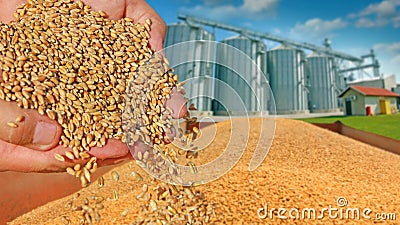 Wheat grain in a hand Stock Photo