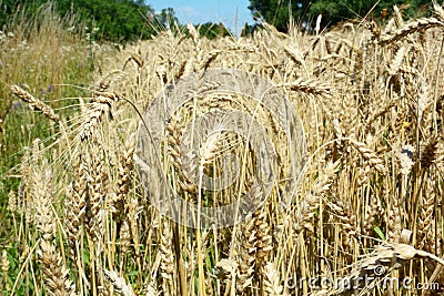 Wheat grain harvest on wheat field farmland background Stock Photo