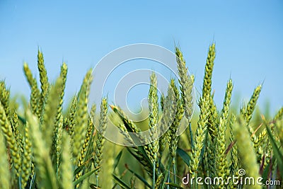 Wheat grain is used for wheat bread, beer some whiskeys some vodkas and animal fodder Stock Photo