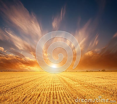 Wheat grain yellow field of cereals on background of magnificent sunset sky light and colorful clouds Stock Photo