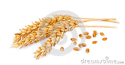 Wheat with grains Stock Photo