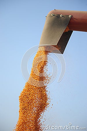 Wheat grains Stock Photo